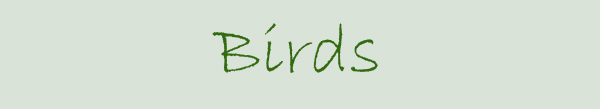 Birds
